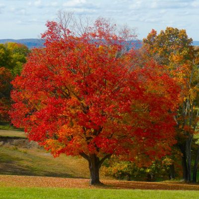  Green Mountain® Sugar Maple