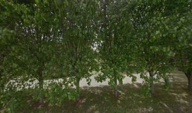 Tree at Bell sons nursery. Bell & Sons Nursery