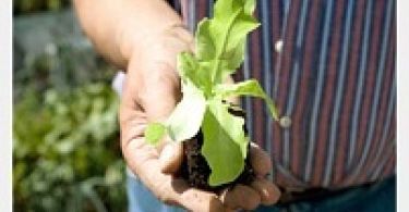 Dykes son nursery photo. Dykes & Son Nursery