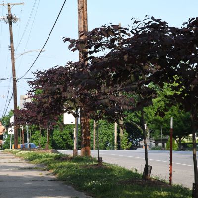  Burgundy Hearts® Redbud